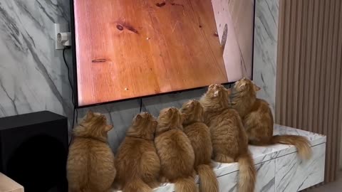 Orange Cats Watch TV