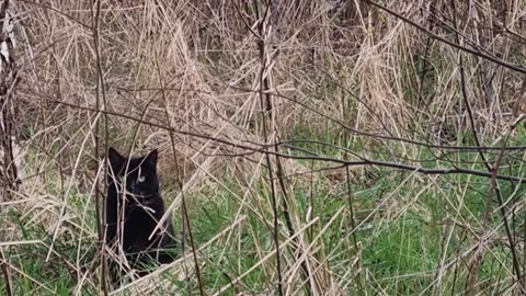 Black Cat In A Rural Area In North Wales.