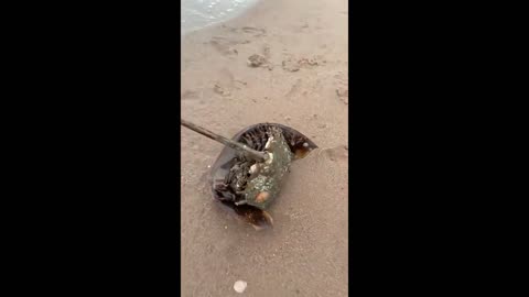 Kids terrified by gigantic horseshoe crab on the beach