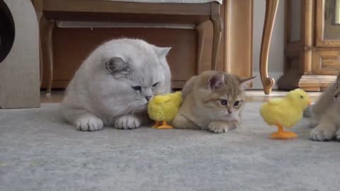 British shorthair cat Apollo and his kittens walking and playing with a tiny chicken