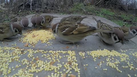 wild sparrow eating birdseed placed on a metal surface