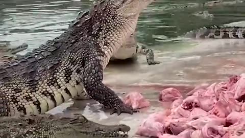 Farmer feeds crate of fresh meat to over 10000 crocodiles Shorts