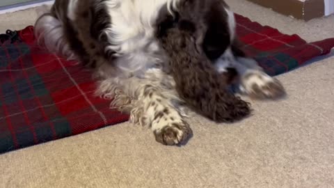 Bonnie Spaniel Is Ready For Bedtime Stories