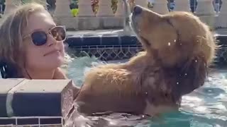 dog enjoys receiving massage inside jacuzzi - dog enjoys receiving massage inside jacuzzi -