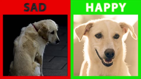 Is Your Dog Happy Or Sad? Top 10 Signs Your Dog Is Happy With You! Check it out!