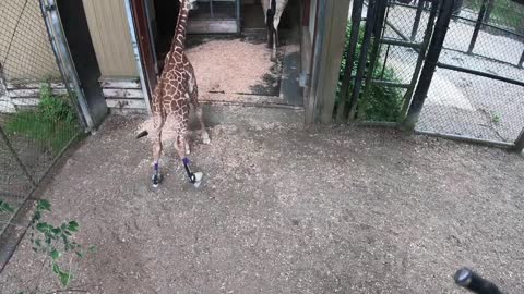 CityStream_ Help for Hasani the Giraffe