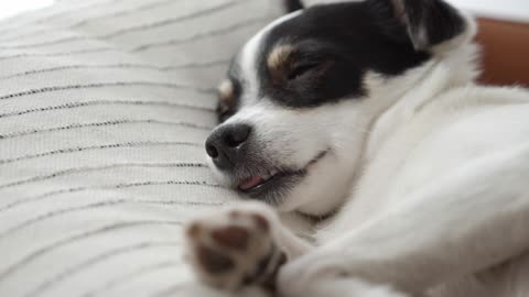 cute video. dog washing