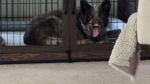 Dog Makes Funny Face In Crate