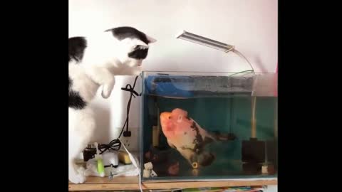 Cat Vs Fish