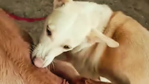 Dog and cow loving each other