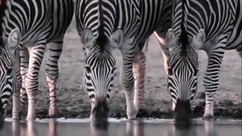 Animal Wild animal zero distance Africa impression amazing animal zebra