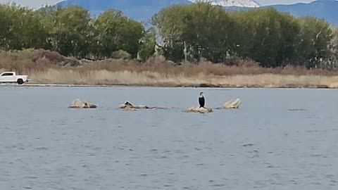 Birds on the lake