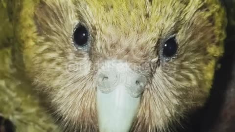 The Last of Its Kind: Meet the Kakapo, the World's Rarest Bird