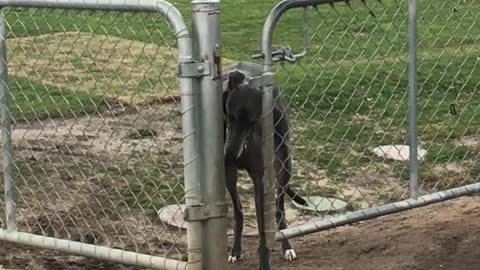 Dog Wants to Go Through Smaller Gate