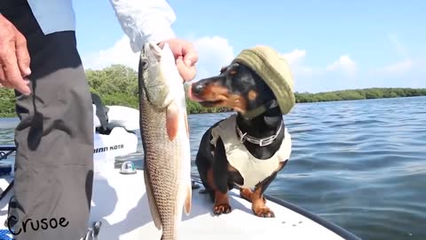 Crusoe the Dachshund's Florida Fishing Trip