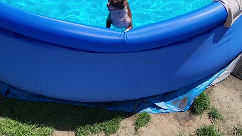 Boston terrier won't get out of the pool until he finishes his laps.