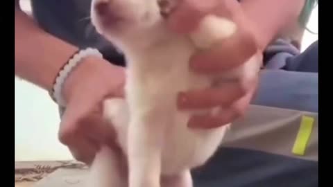 The dancing puppy