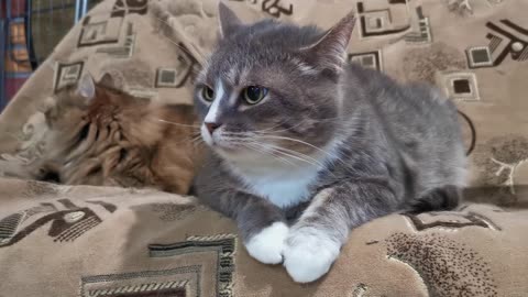 Pet Cats Resting On The Living Room Sofa