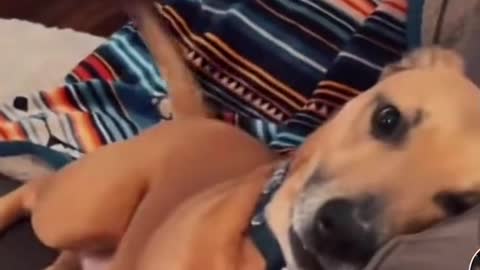 So far the most funniest dog video ever cross in online 🤣🤣