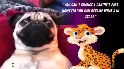 Try Not to Laugh CHALLENGE | Funny Dogs | funny dog videos