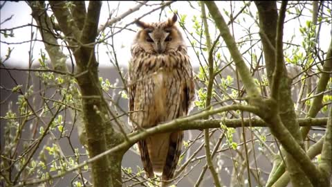 Long eared owl