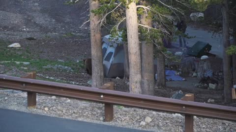 Bear came to Our campsite - Inyo National Forest California