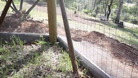 PREDATOR PROOFING THE CHICKEN RUN