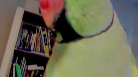 Talking parrot in English