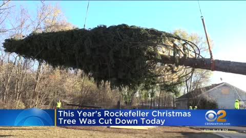 Rockefeller Center Christmas tree cut down upstate