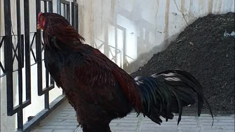 Afghan_Aseel_Rooster_Fighter_Breed