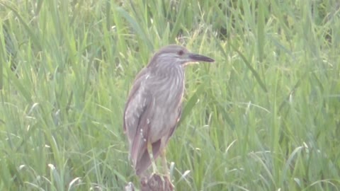 153 Toussaint Wildlife - Oak Harbor Ohio - Rare Visitor With Egret And Blue Heron