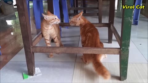 Cats fighting and meaowwing