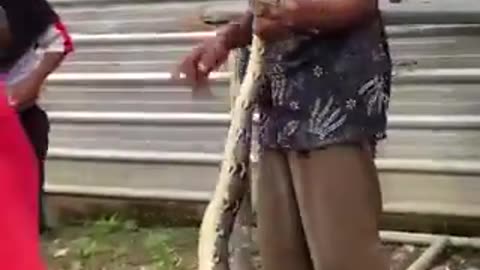 Two headed snake found in Indonesia