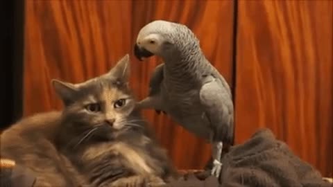 Parrot and Cat Kiss !!!