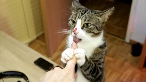 Kitten, Cat & Cherries Dessert - Nom Nom Nom!