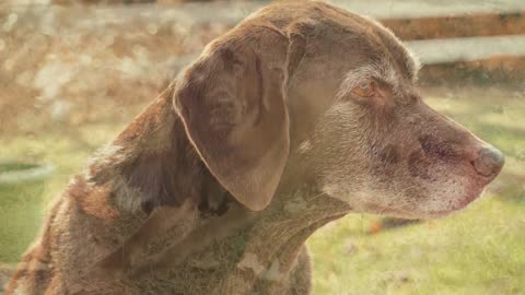 7 Reasons You SHOULD NOT Get a Chocolate Lab