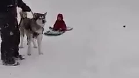 Snow Dog in his Natural Element pulling toddler on sled