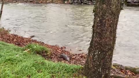 Mr. Beaver doesn’t want anyone in his water.