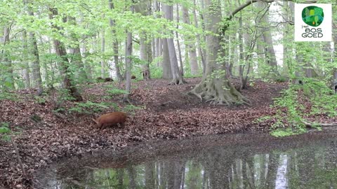 Pigs living wild in Terwolde (1)