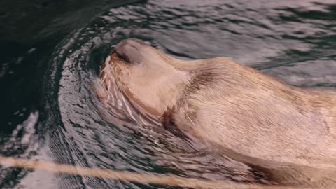 SEA LION #Vancouver #aquarium #zoo #lion #sea #canada