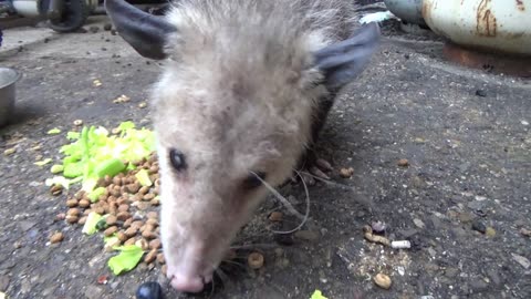 Shop Possum 2