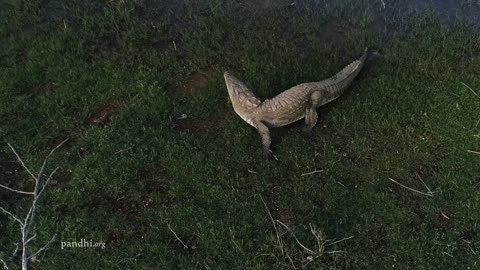 Mugger crocodile speed on land