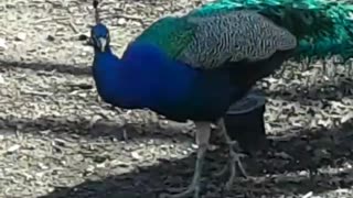 Peacocks Attraction