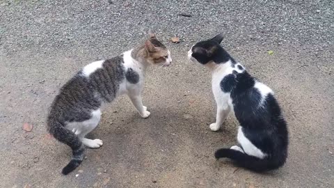 Cat vs cat