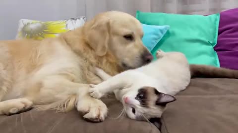 Golden Retriever Attacked by Kitten [TRY NOT TO LAUGH or GRIN]