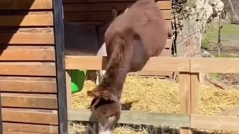 Funny animal video