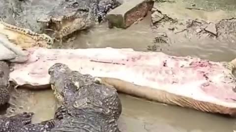 A lot of crocodiles, chomping, eat a pork carcass!