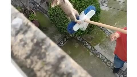 A kind man helps a cat that got a little too curious