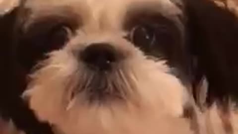 Funny Cute Dog Speaks! - Shihtzu Darcy Talks