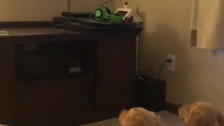 Golden retrievers startled by movie